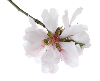 Photo of Tree branch with beautiful blossoms isolated on white. Spring season