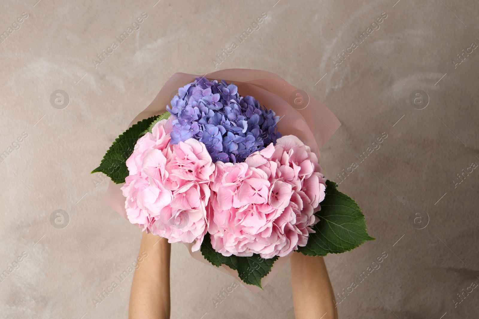 Photo of Woman with bouquet of beautiful hortensia flowers on beige background, top view