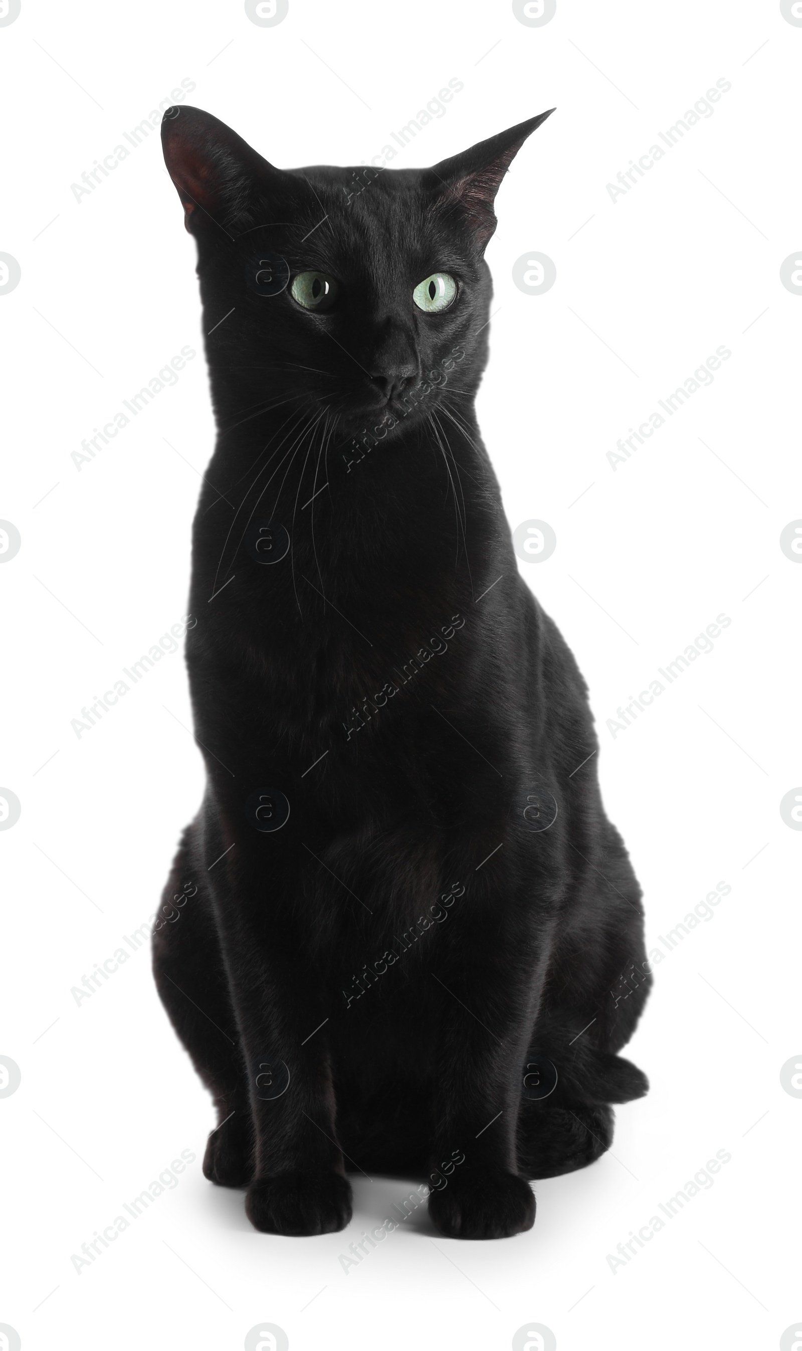 Photo of Adorable black cat with green eyes on white background. Lovely pet