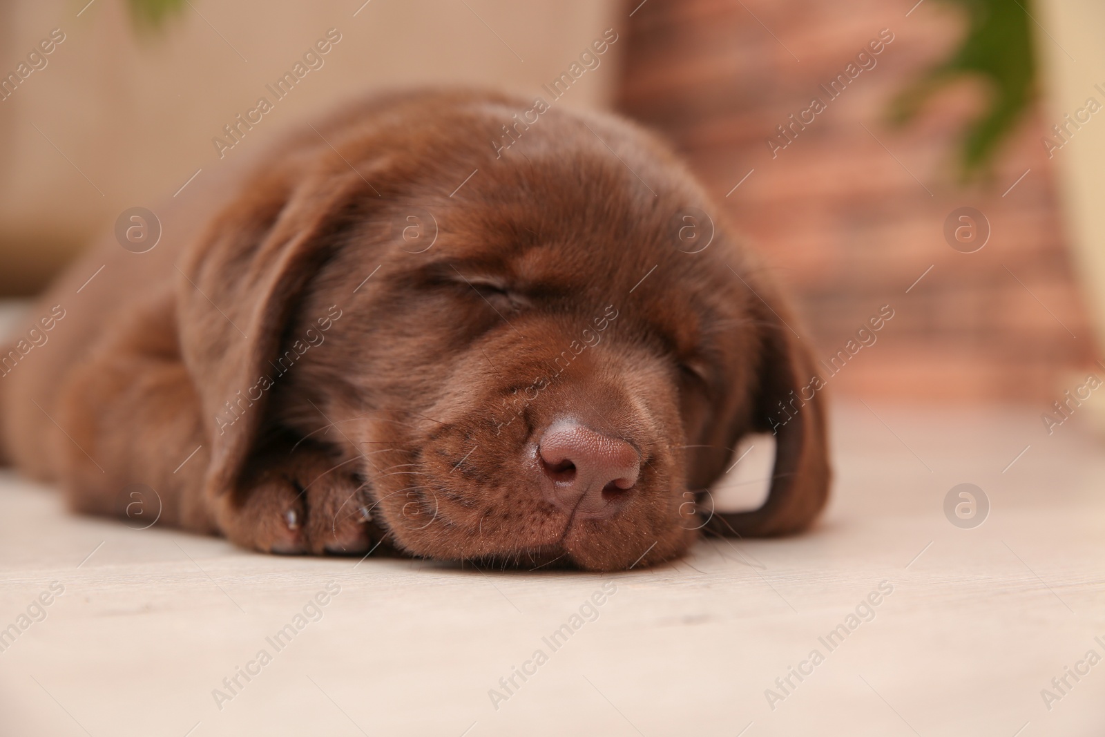 Photo of Chocolate Labrador Retriever puppy sleeping on floor indoors