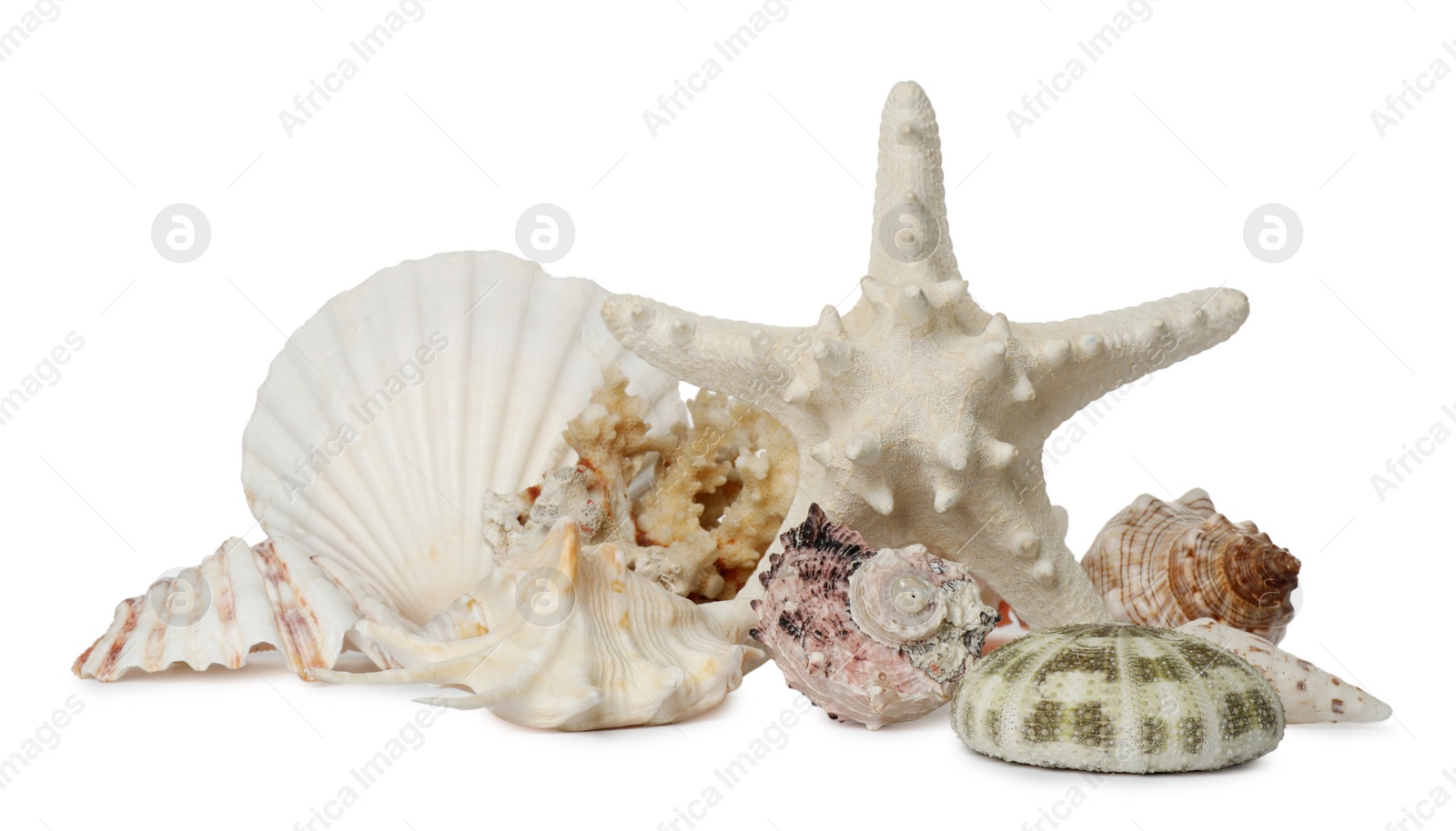 Photo of Beautiful starfish, coral and sea shells on white background