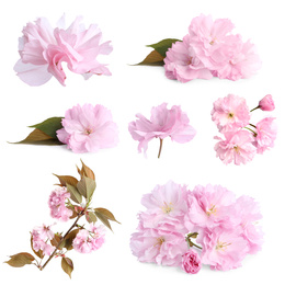 Set of beautiful sakura blossoms on white background. Spring season