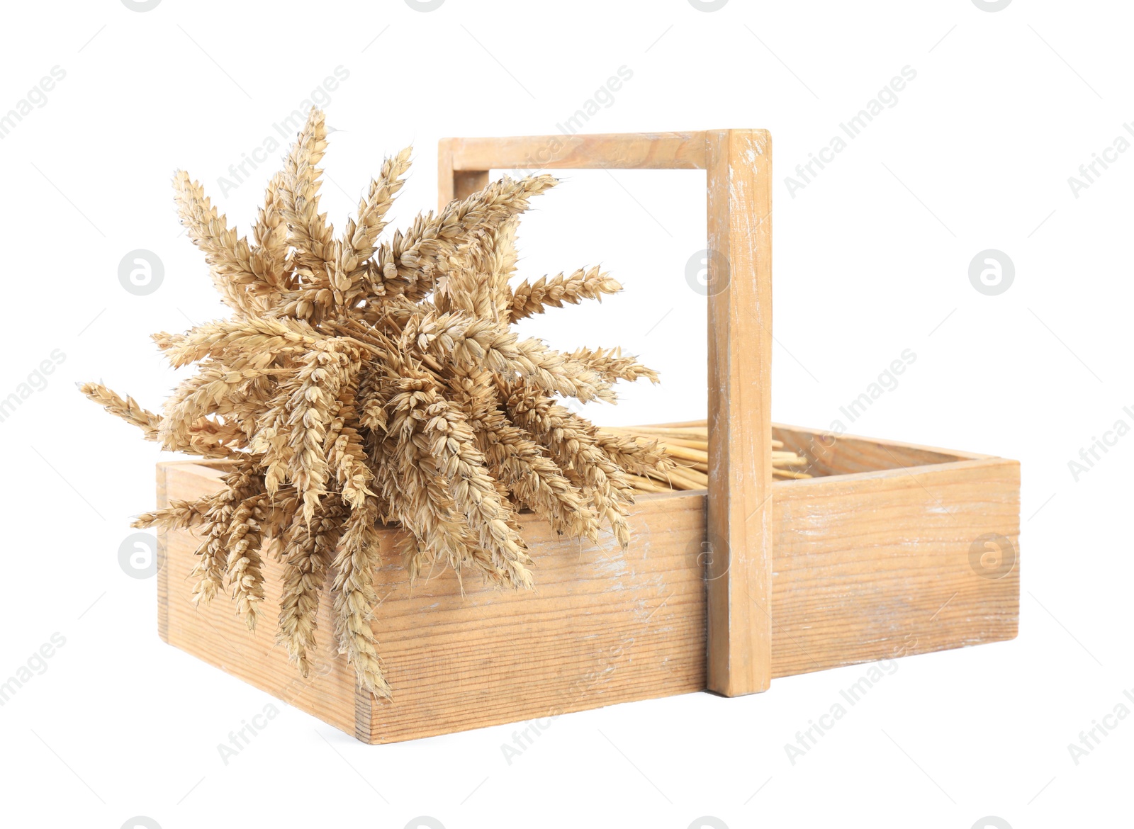 Photo of Many dried wheat in wooden crate on white background