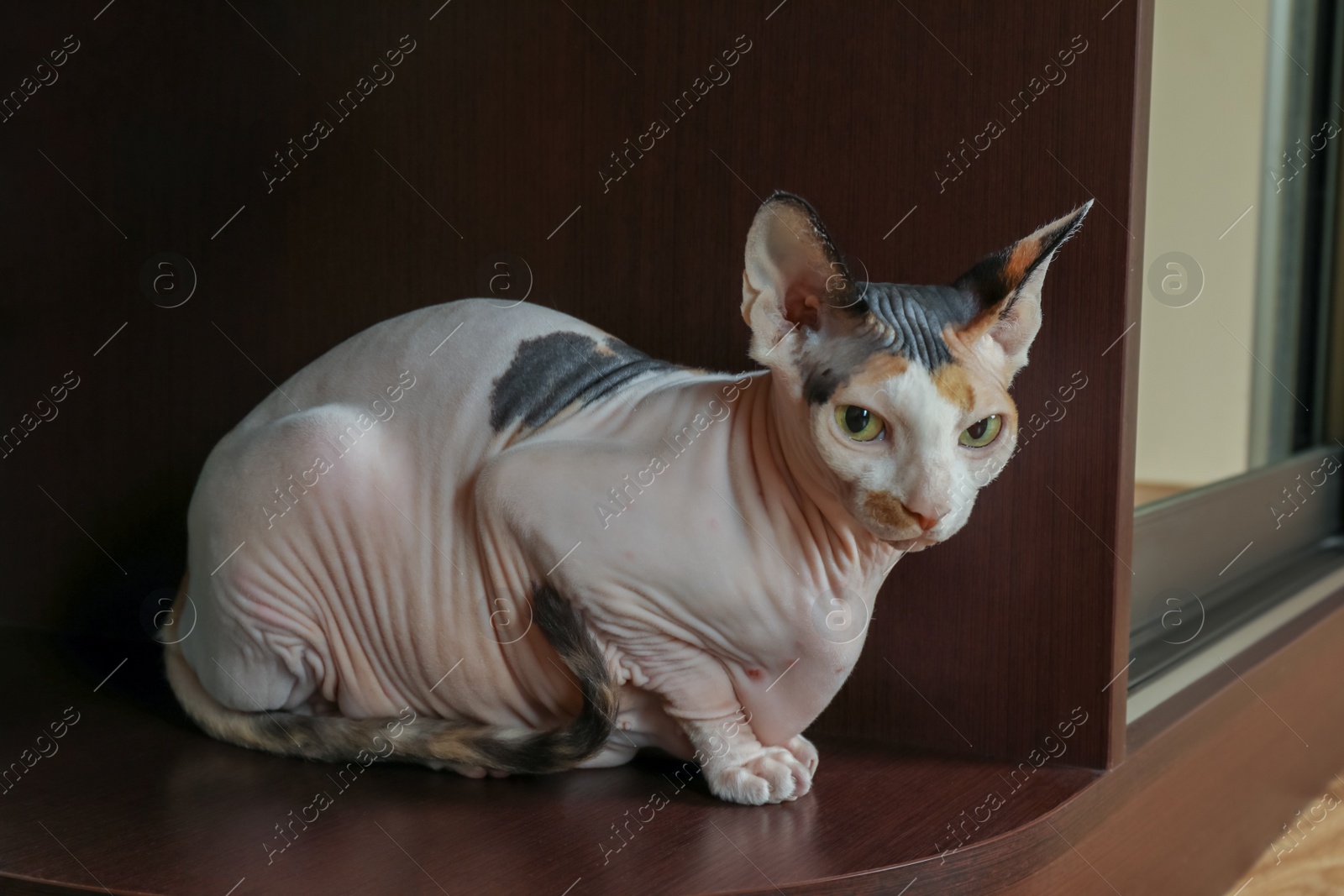Photo of Calico Sphynx cat relaxing at home. Cute pet