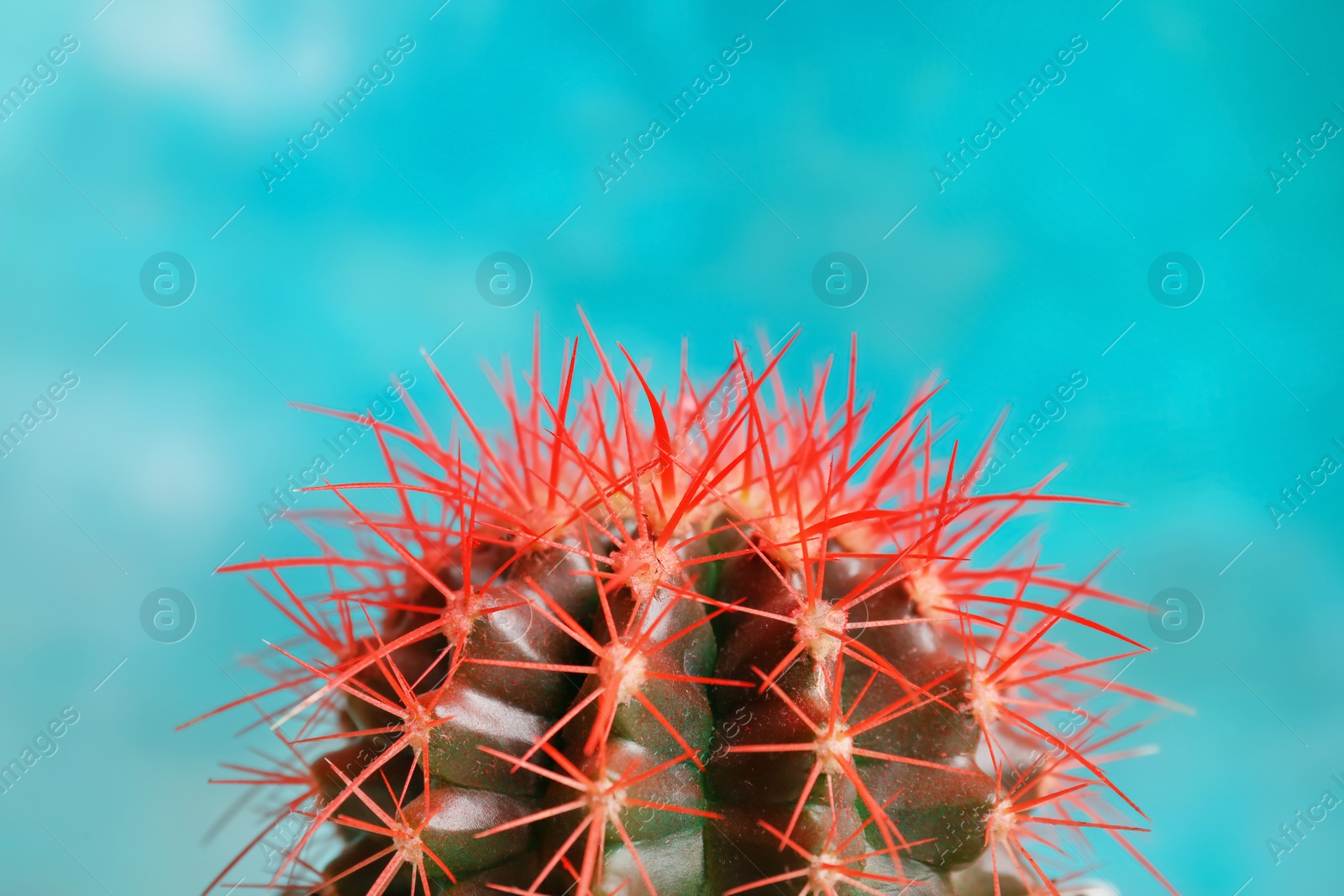 Photo of Beautiful cactus on color background