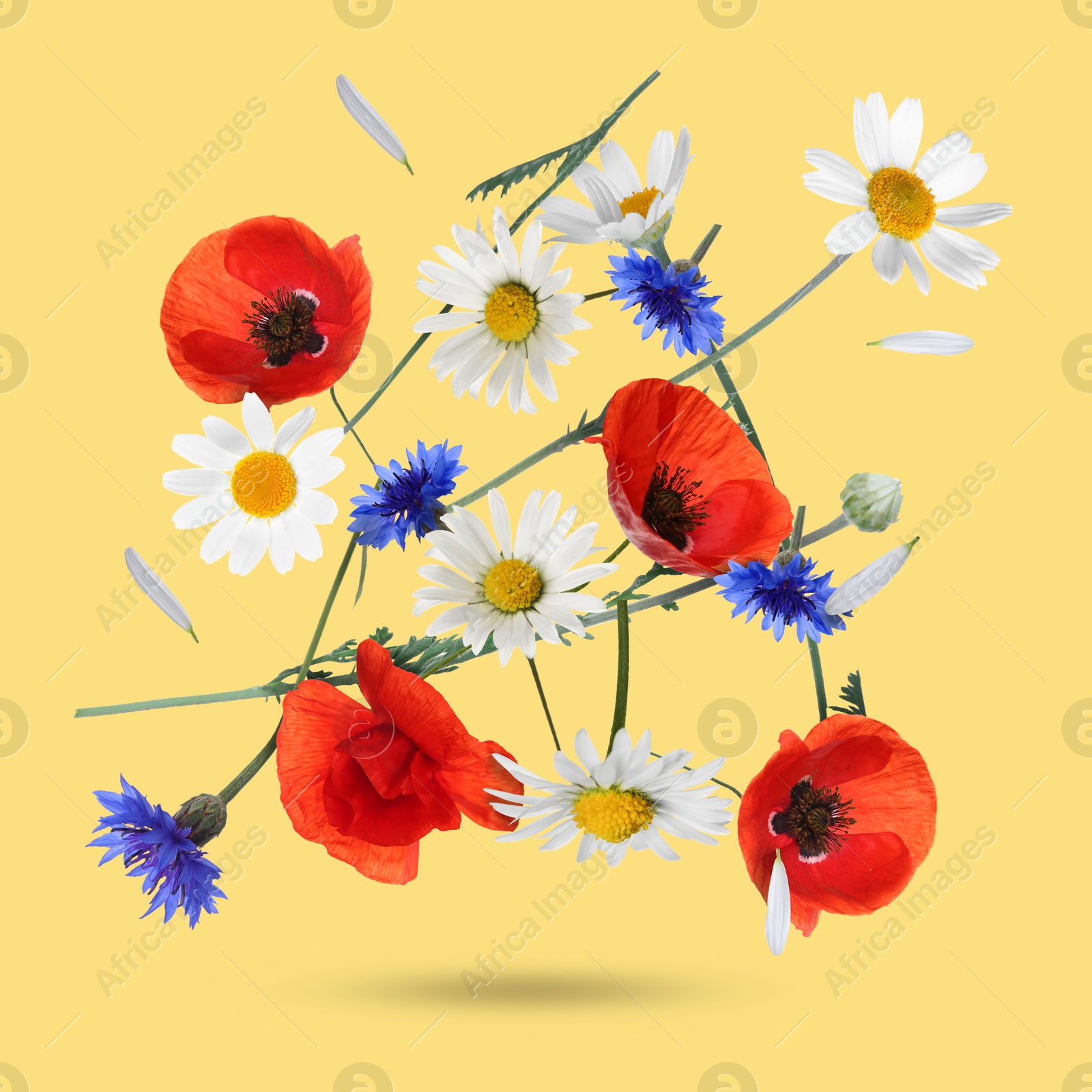 Image of Beautiful meadow flowers falling on pale orange background