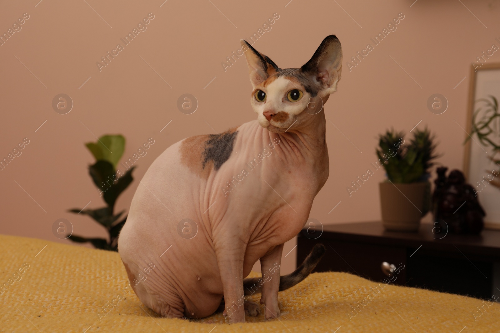 Photo of Adorable Sphynx cat sitting on bed indoors