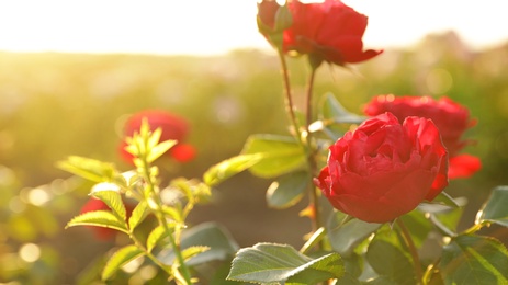 Beautiful roses in blooming garden on sunny day