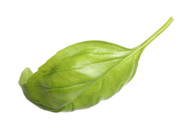 Fresh green basil leaf isolated on white