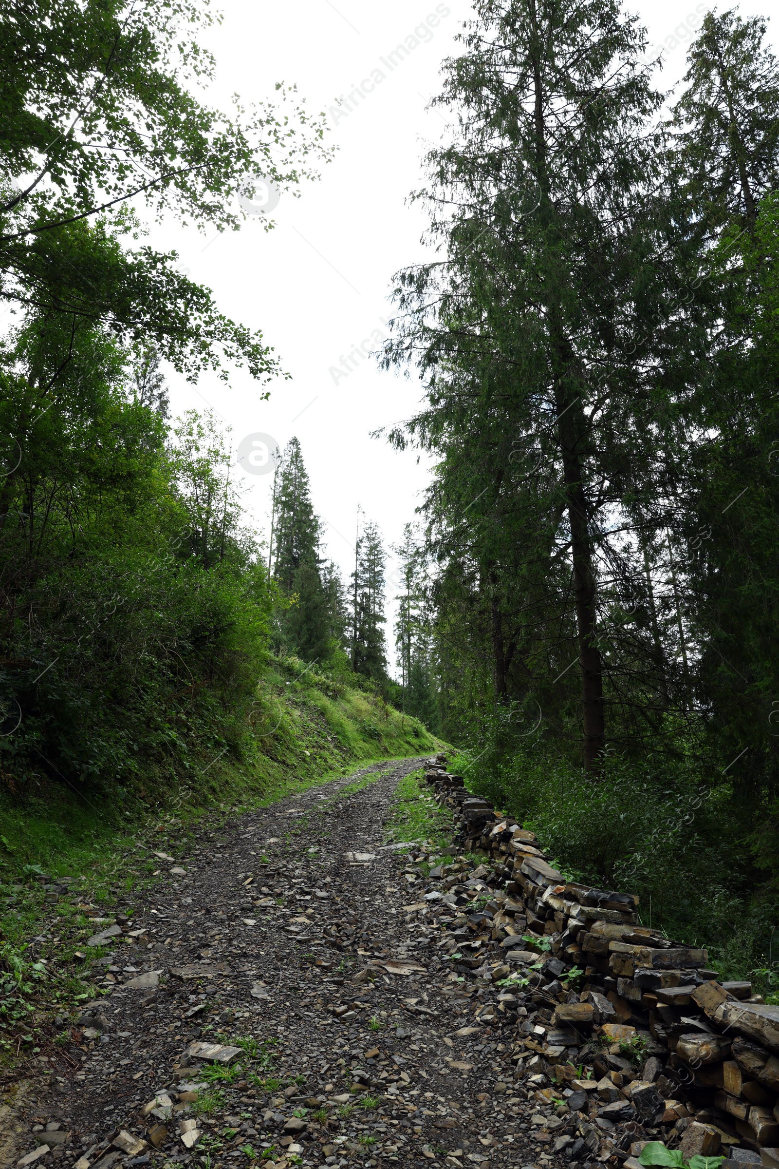 Photo of Picturesque view of forest with pathway and beautiful green trees