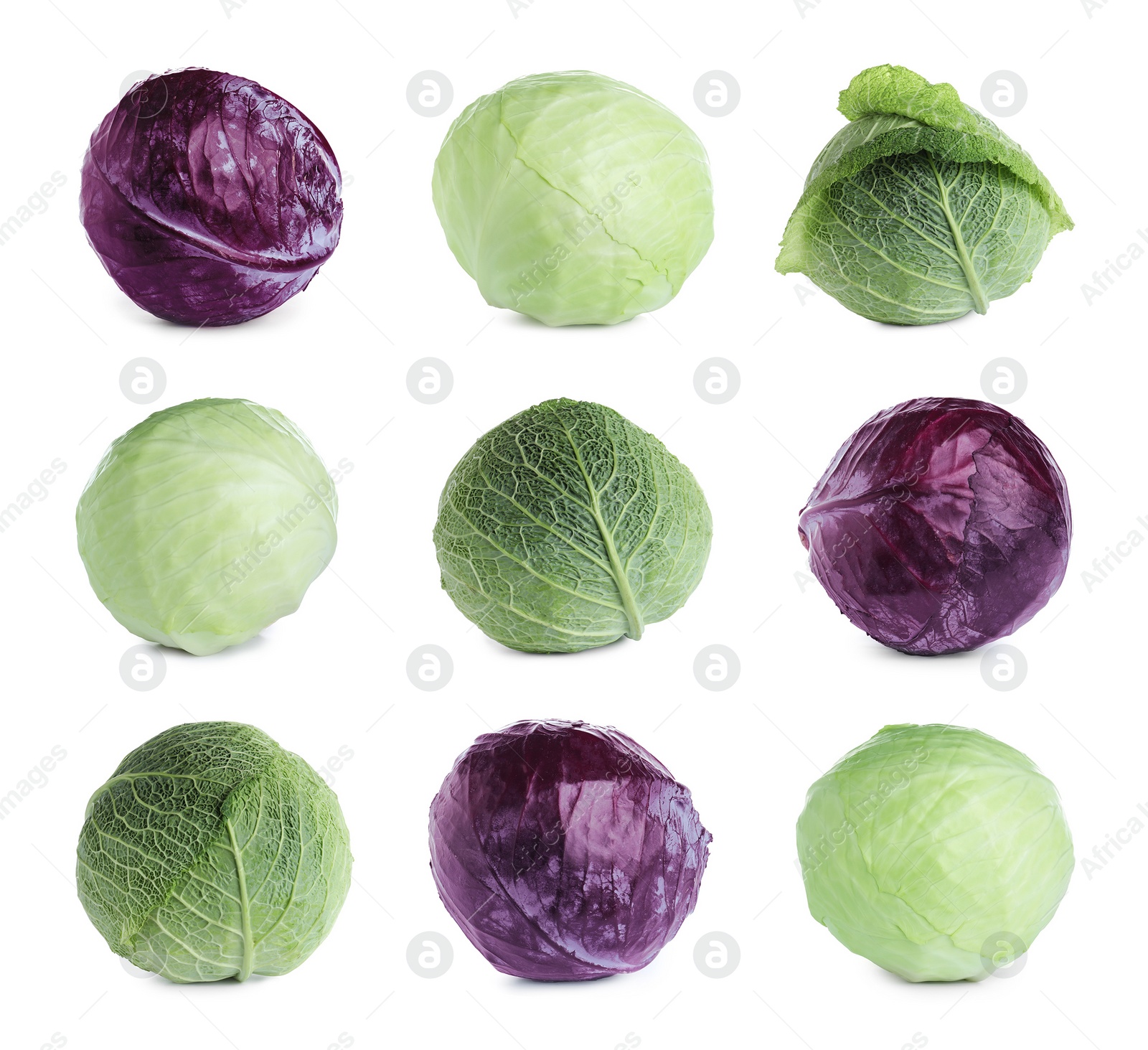 Image of Set of different fresh cabbages on white background