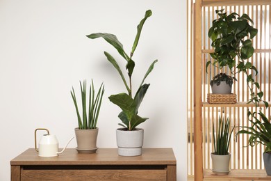 Photo of Green houseplants in pots and watering can near white wall indoors