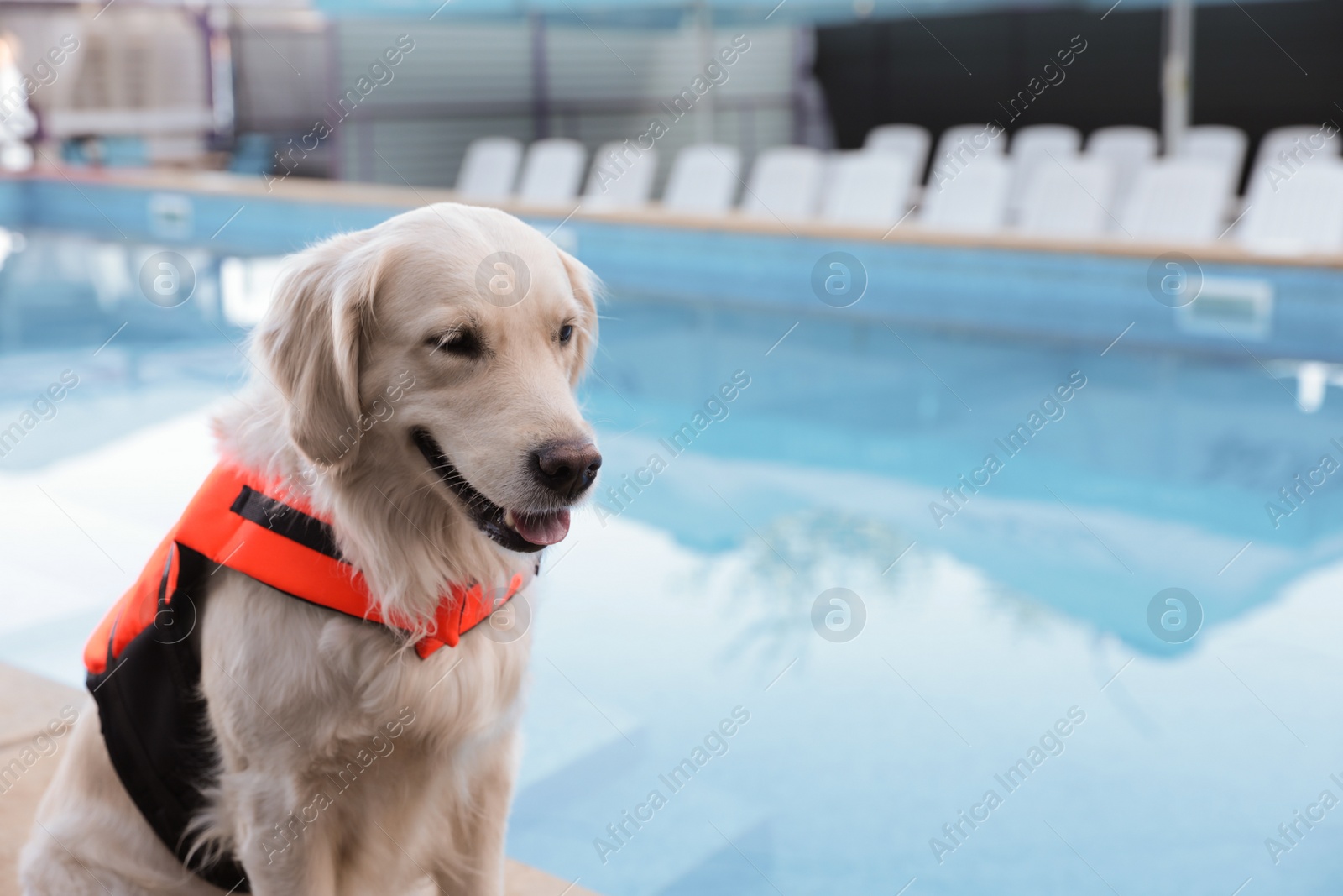 Photo of Dog rescuer in life vest near swimming pool outdoors