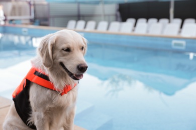 Dog rescuer in life vest near swimming pool outdoors