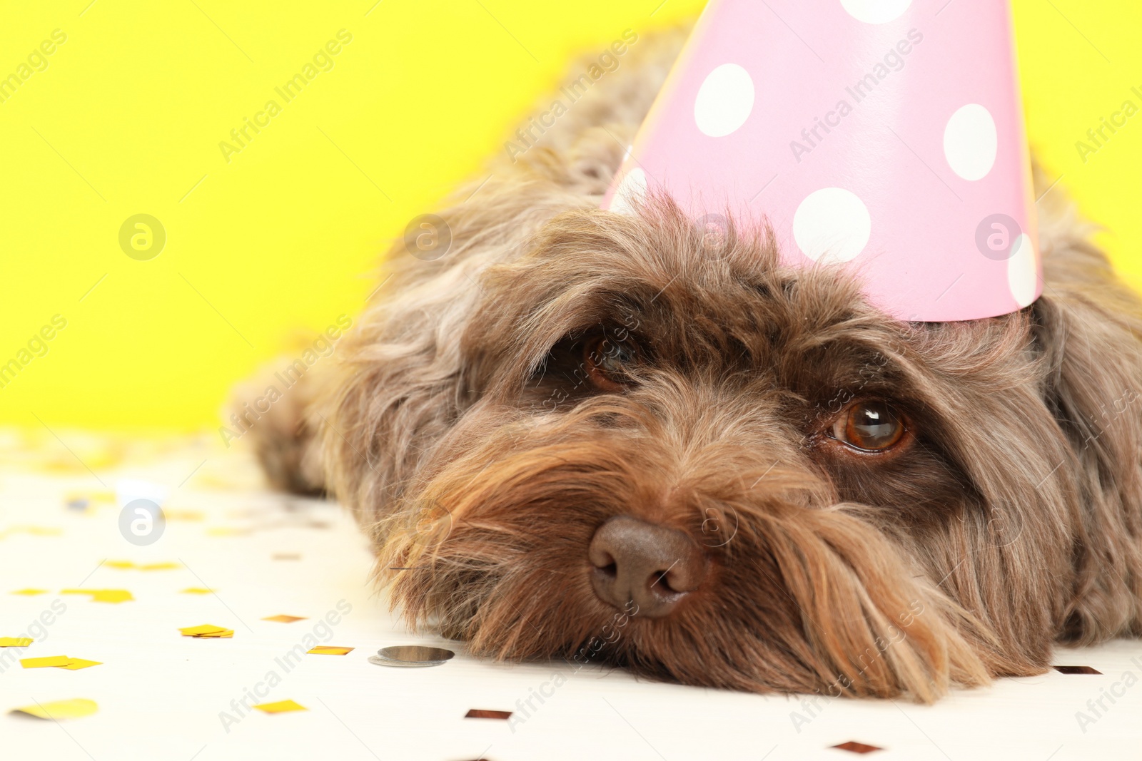 Photo of Cute Maltipoo dog wearing party hat on white table with confetti against yellow background. Lovely pet