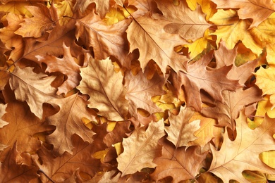 Many autumn leaves as background, top view