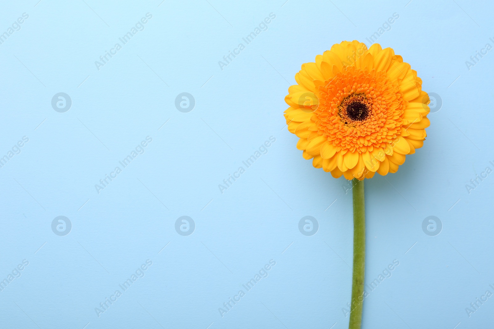 Photo of Beautiful yellow gerbera flower on light blue background, top view. Space for text