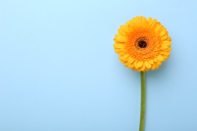 Photo of Beautiful yellow gerbera flower on light blue background, top view. Space for text