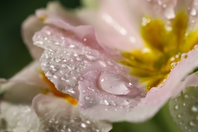 Closeup view of beautiful blooming flower with dew drops