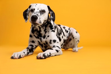 Photo of Adorable Dalmatian dog on yellow background. Lovely pet