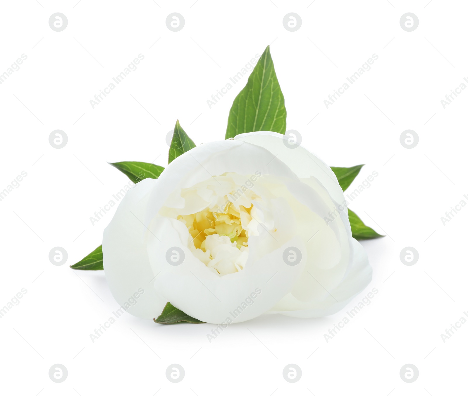 Photo of Beautiful blooming peony flower isolated on white