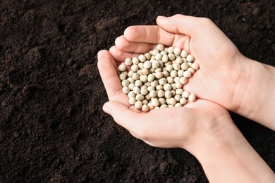 Photo of Woman holding pile of peas over soil, above view. Vegetable seeds planting