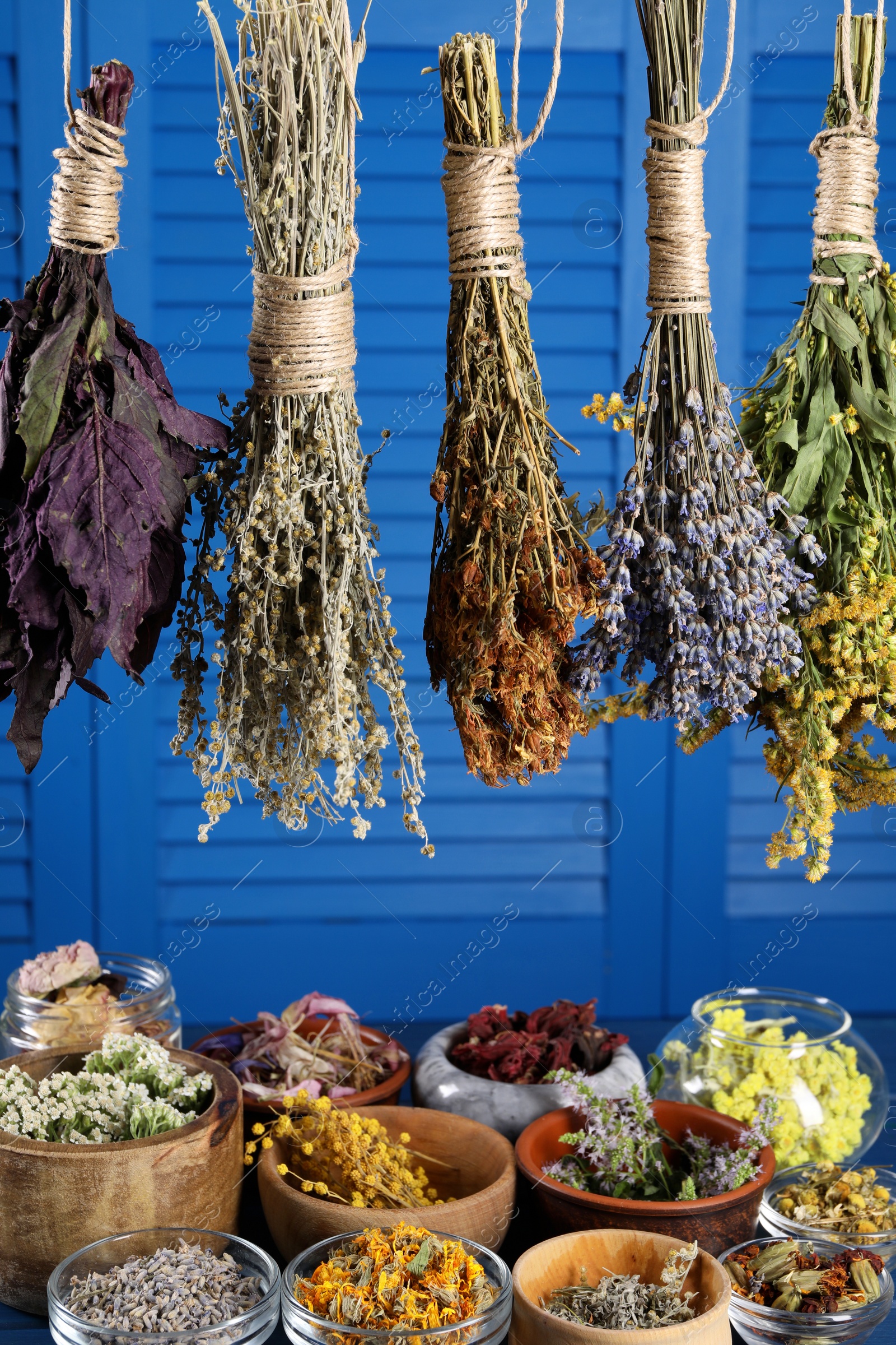 Photo of Many different herbs and flowers on blue wooden background