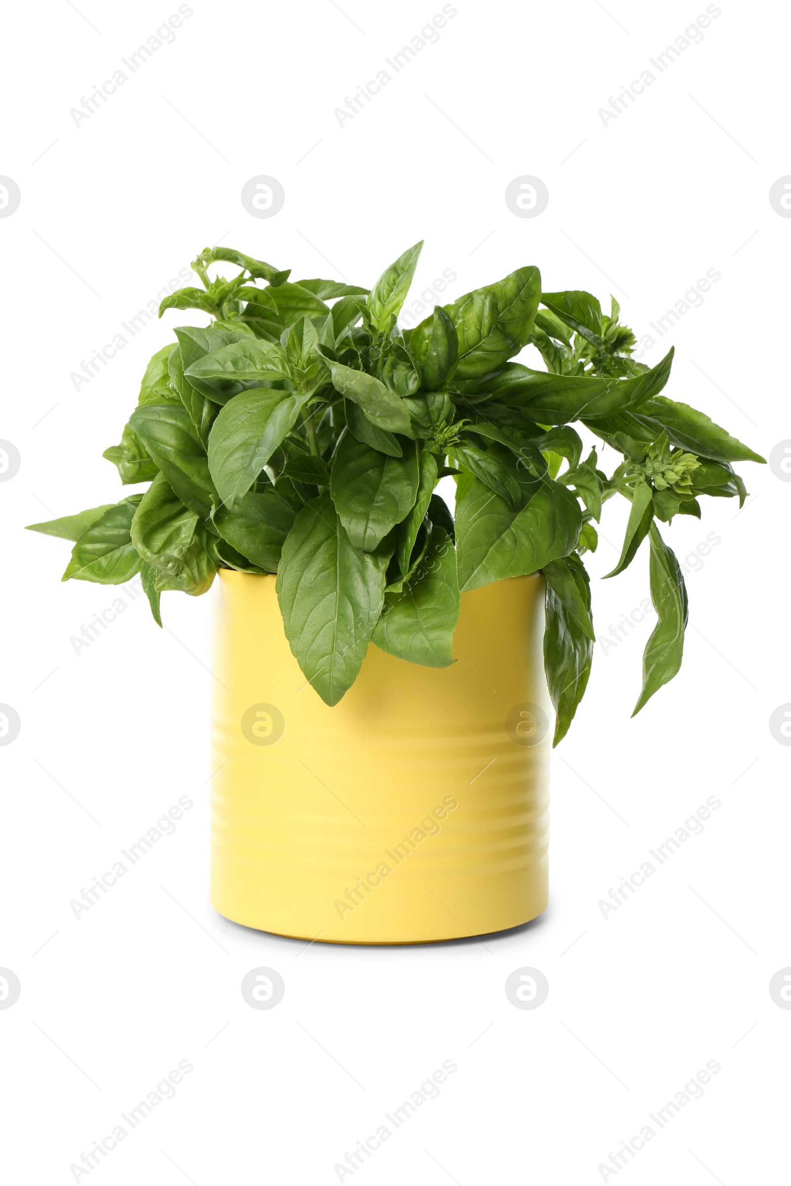 Photo of Lush green basil in tin can isolated on white