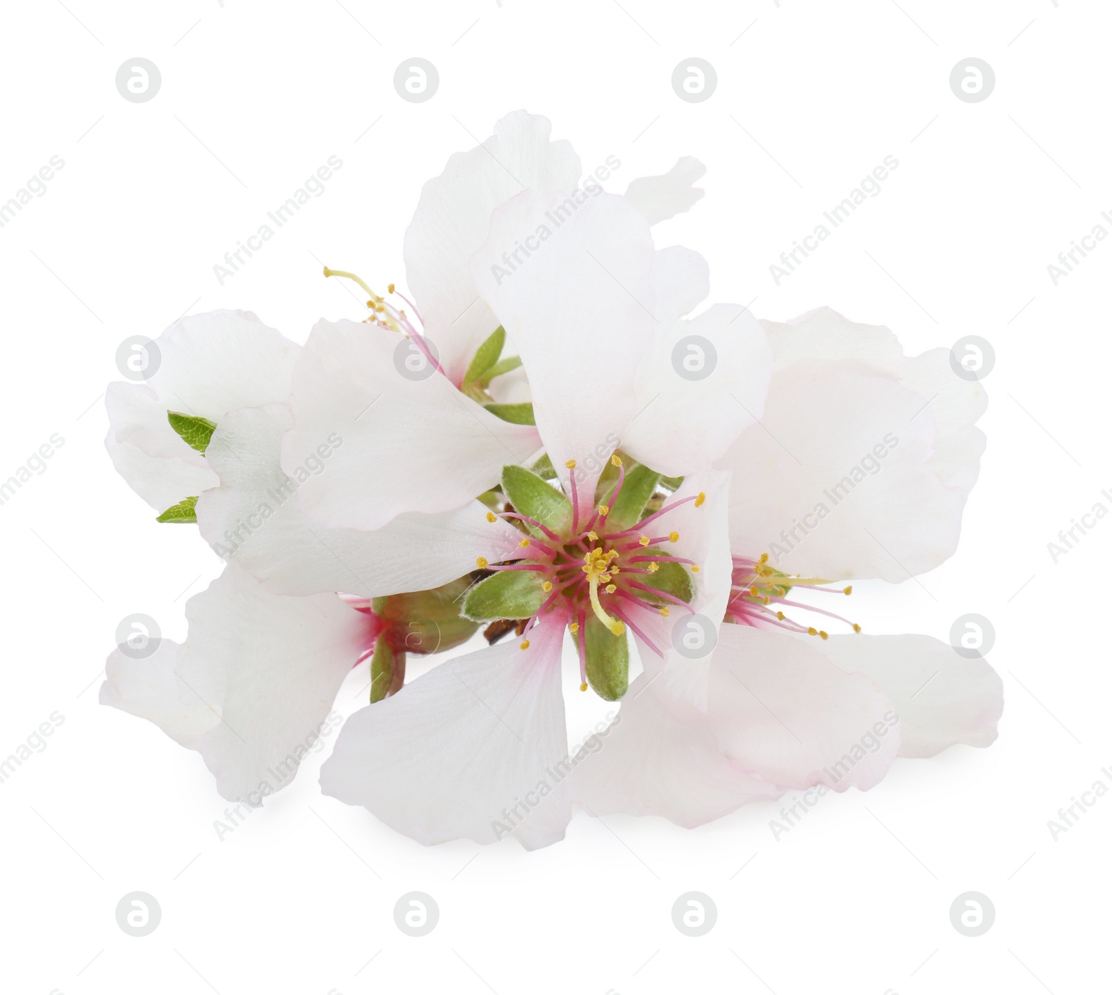 Photo of Beautiful spring tree blossoms isolated on white