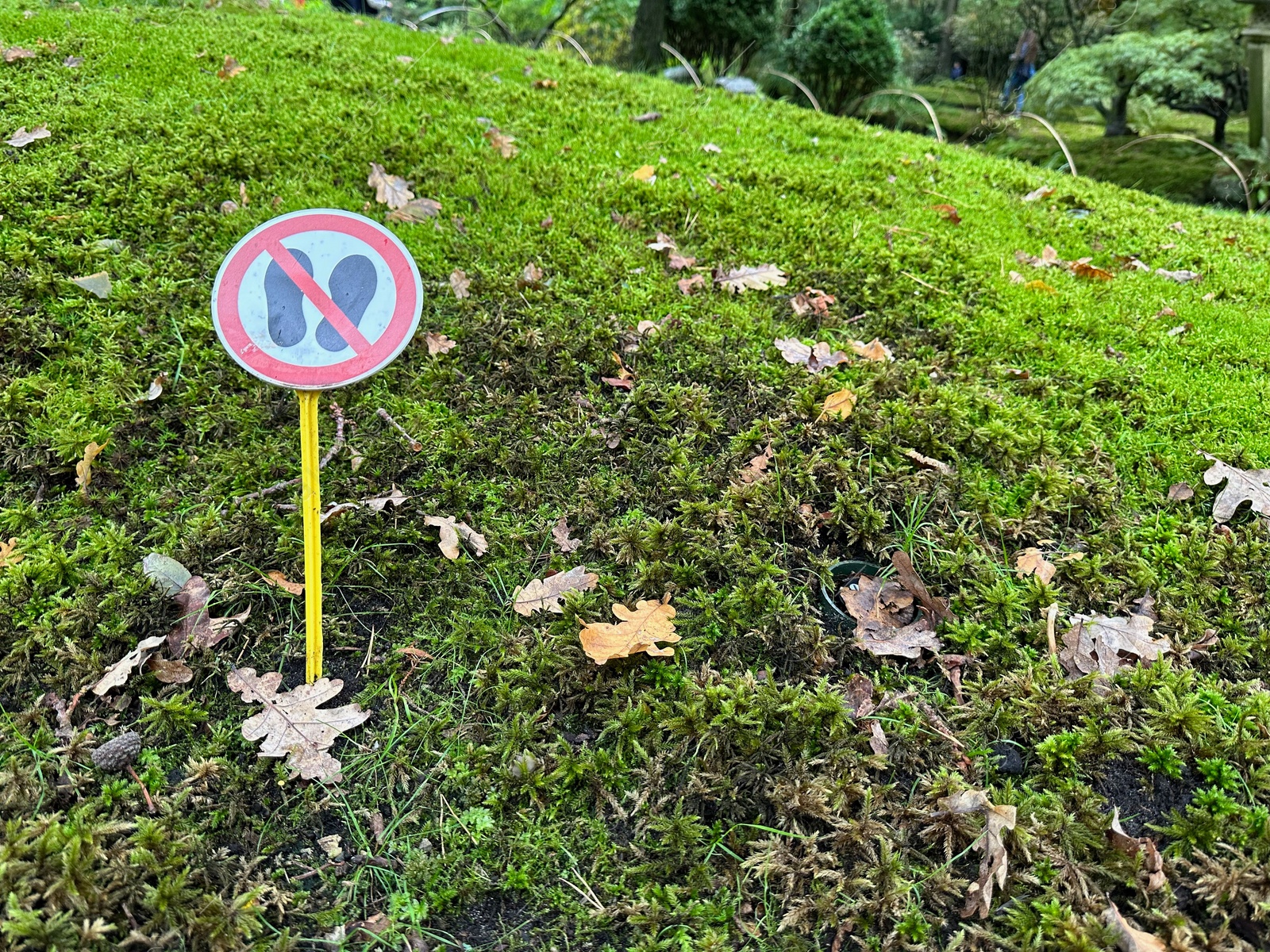 Photo of Bright moss, fallen leaves and sign Do Not Walk in park