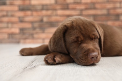 Chocolate Labrador Retriever puppy sleeping on floor indoors