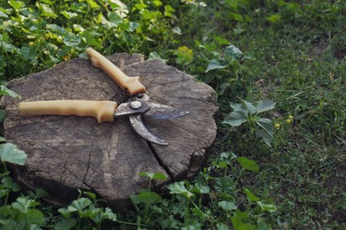 Photo of Old secateurs on wooden stump in garden