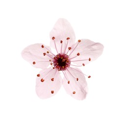 Photo of Beautiful pink cherry tree blossom isolated on white