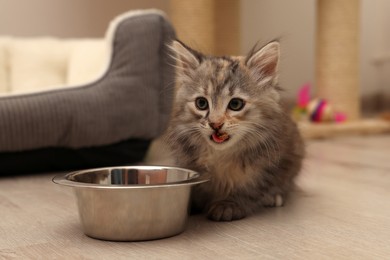 Cute fluffy kitten near feeding bowl at home