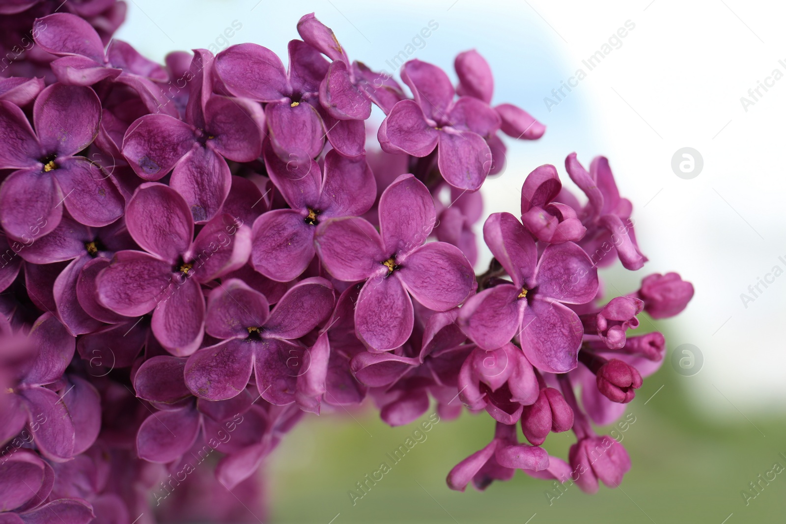 Photo of Closeup view of beautiful lilac flowers on blurred background