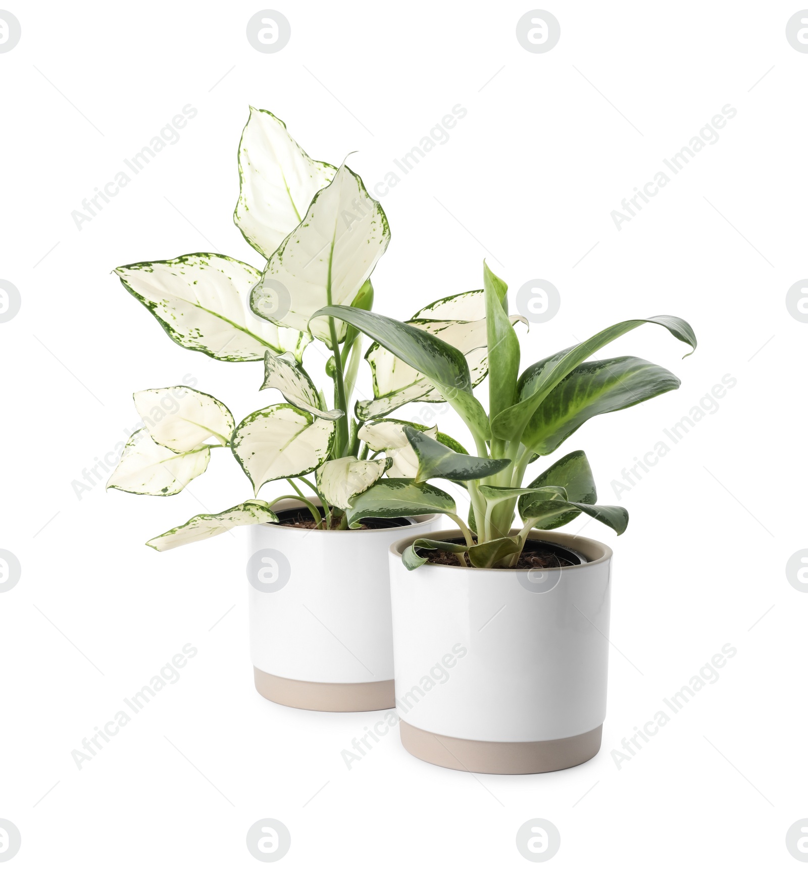 Photo of Beautiful Aglaonema plants in flowerpots isolated on white. House decor