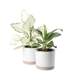 Photo of Beautiful Aglaonema plants in flowerpots isolated on white. House decor