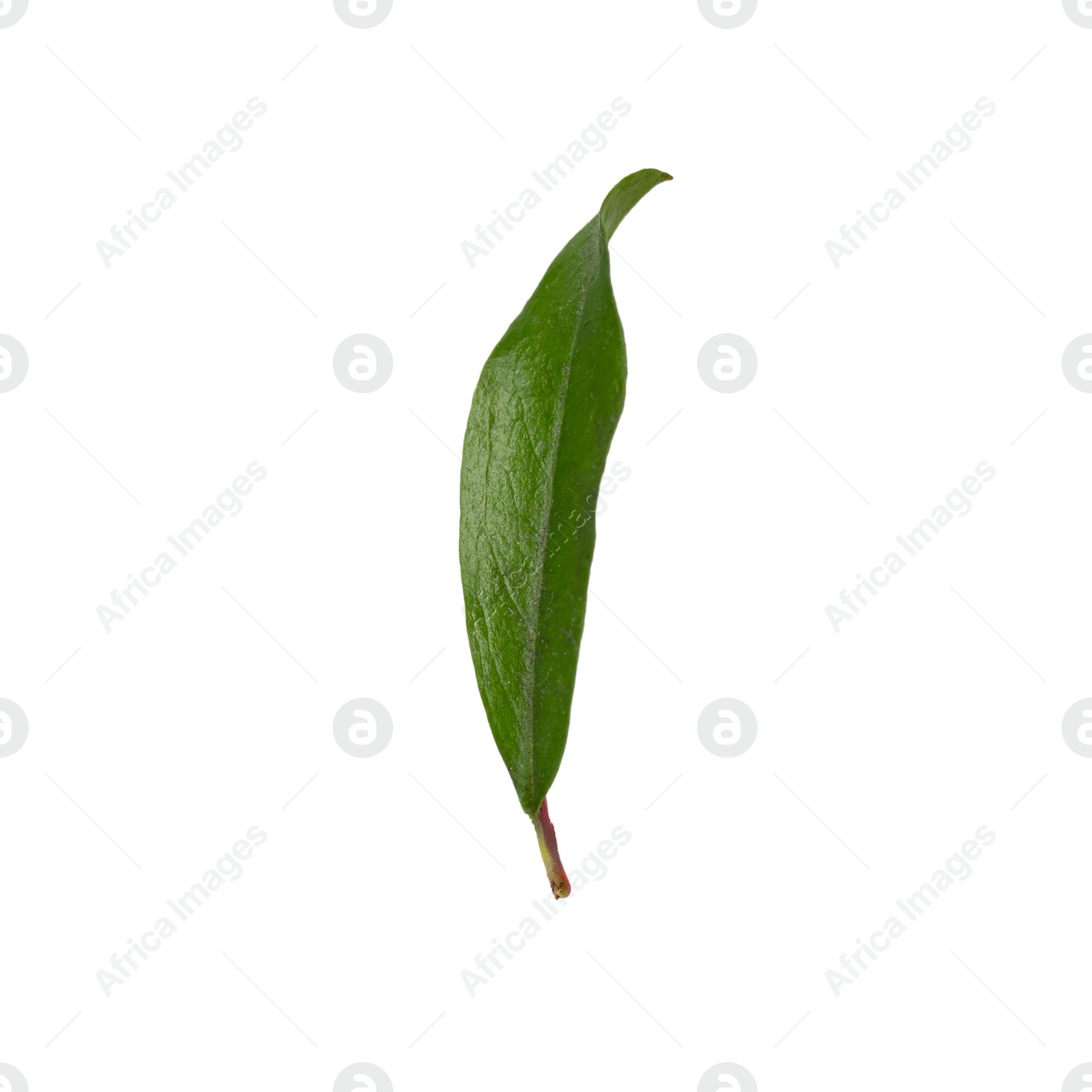 Photo of Green leaf of pomegranate plant isolated on white