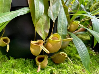 Photo of Green nepenthes plant growing in botanical garden, closeup