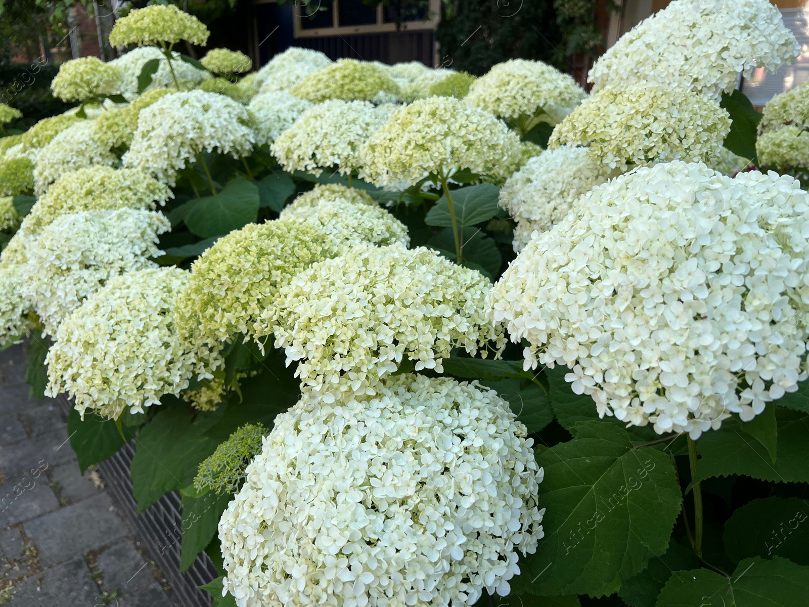 Photo of Beautiful hydrangea with blooming white flowers growing outdoors