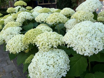 Photo of Beautiful hydrangea with blooming white flowers growing outdoors