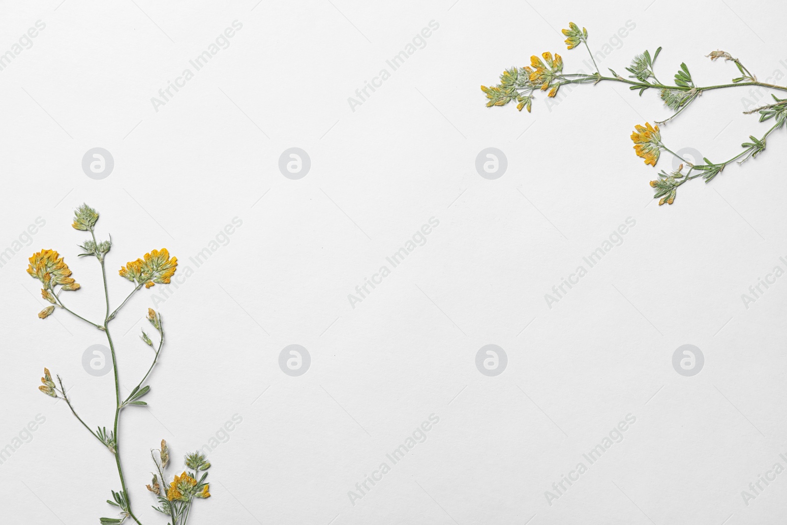 Photo of Wild dried meadow flowers on white background, top view