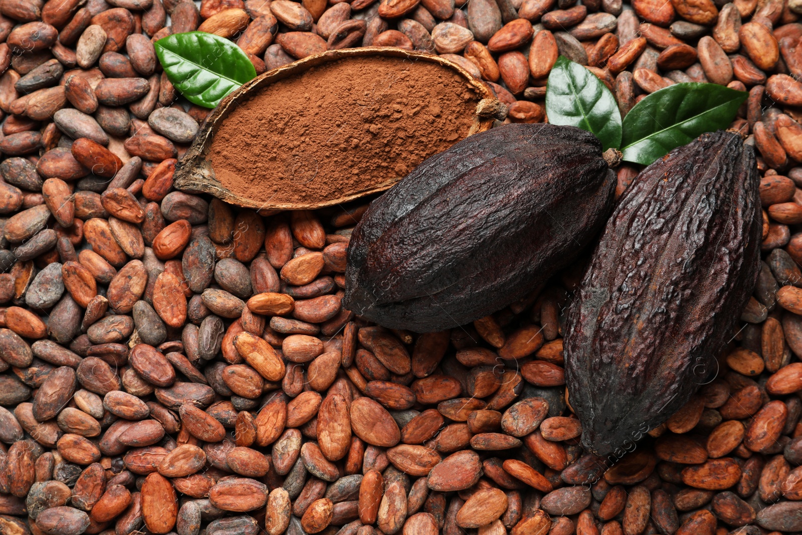 Photo of Cocoa pods with leaves and powder on beans, top view