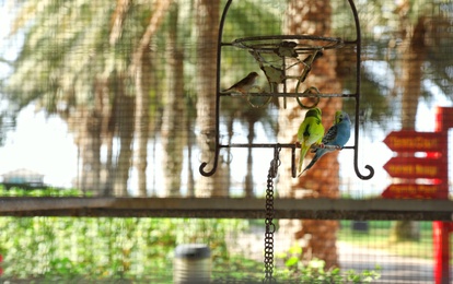 Photo of Different exotic birds in outdoor aviary, view through grate with space for text