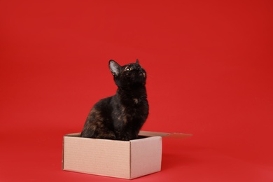 Cute black cat sitting in cardboard box on red background
