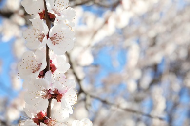 Photo of Closeup view of blossoming apricot tree on sunny day outdoors. Springtime