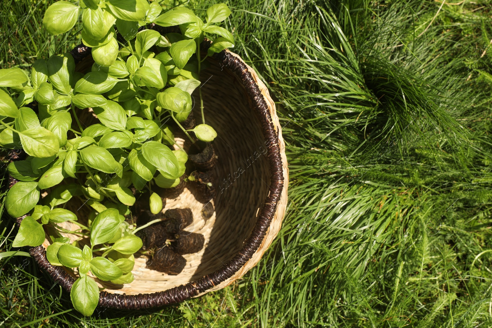 Photo of Wicker basket with seedlings on green grass, top view. Space for text