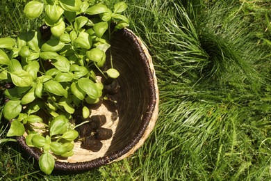 Wicker basket with seedlings on green grass, top view. Space for text