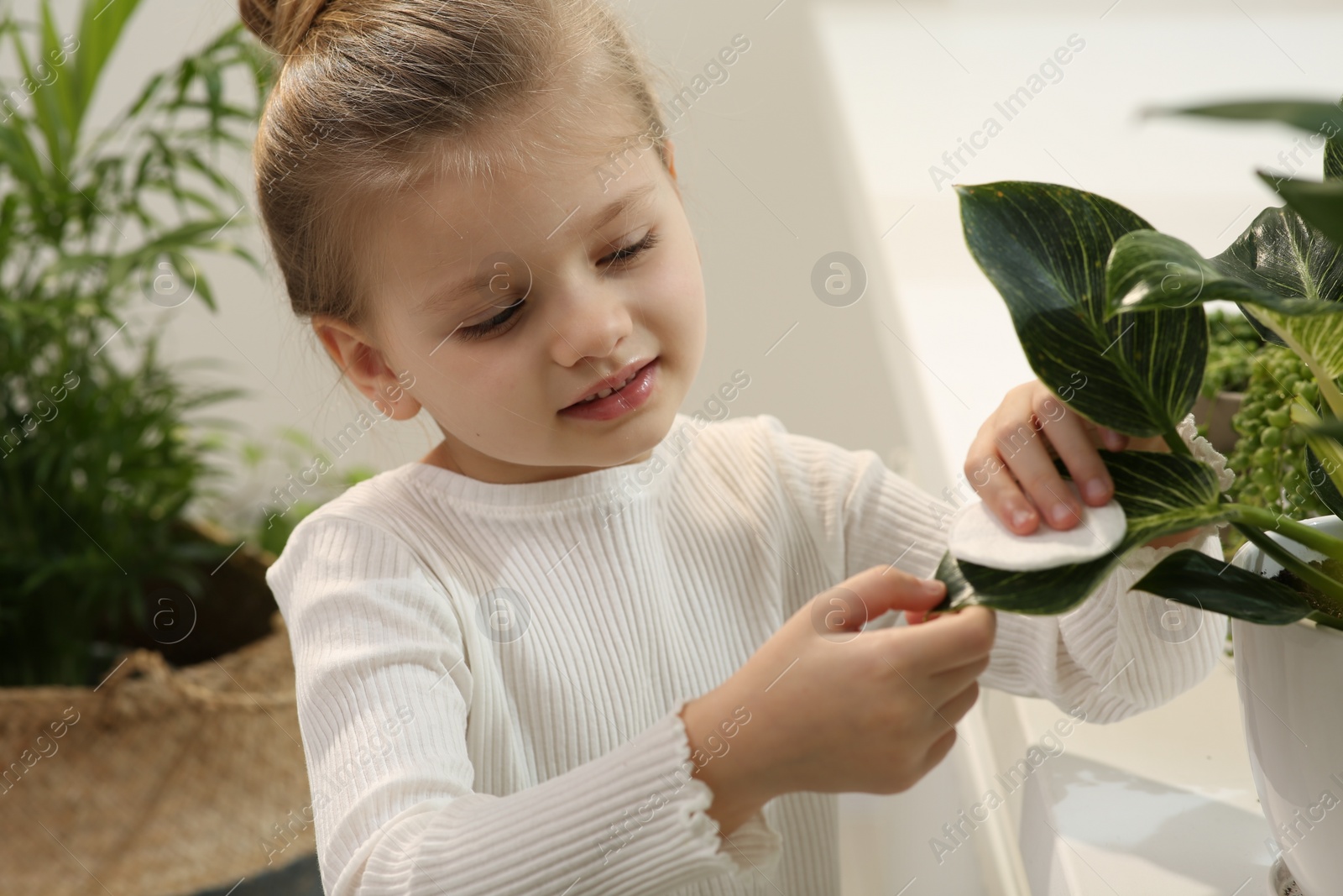 Photo of Cute little girl wiping plant's leaves with cotton pad at home. House decor