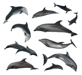 Beautiful grey bottlenose dolphins on white background, collage